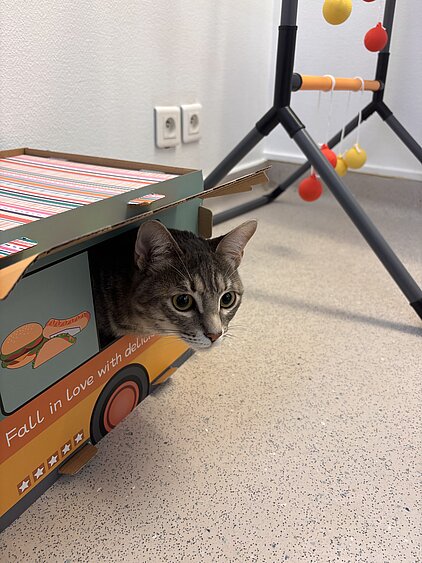 Le Chatelier - Hôtel dédié au bien être des chats dans le 5e arrondissement de Paris installé par Paris Commerces