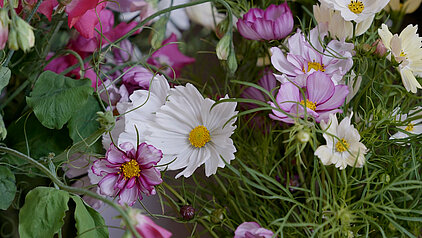 fleuriste paris 19e atelier cosmos