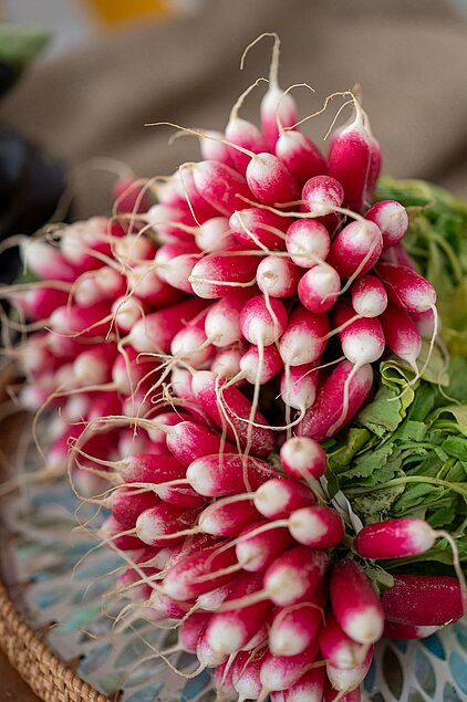 Radis Pom & Pépin Testeur 