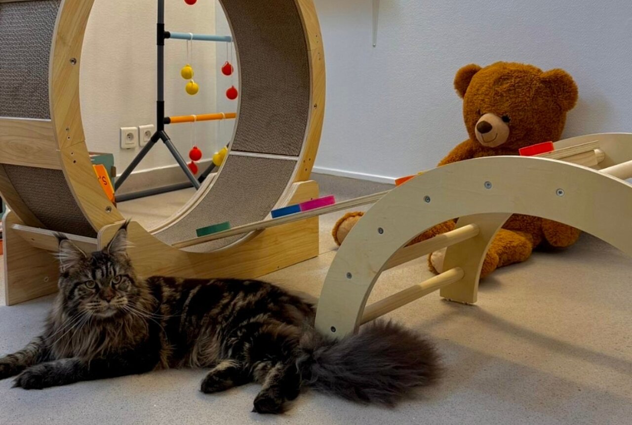 Le Chatelier - Hôtel de haut gamme pour chats installé dans le 5e arrondissement
